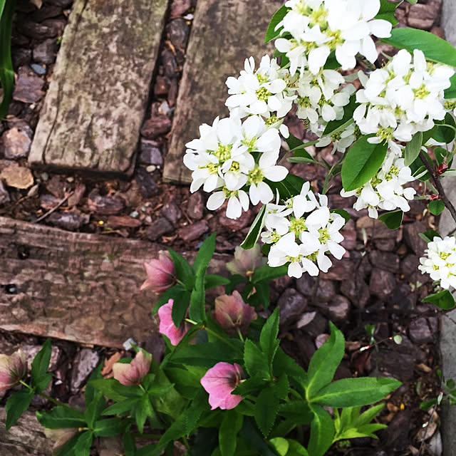 mgardenさんの実例写真