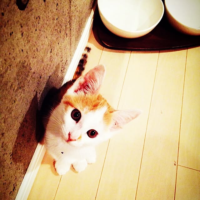 ziziguguさんの実例写真