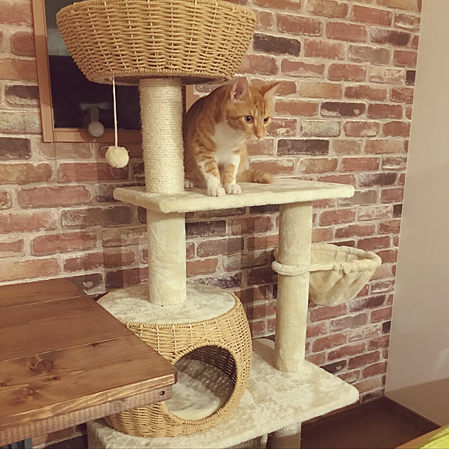 MIKIさんの実例写真