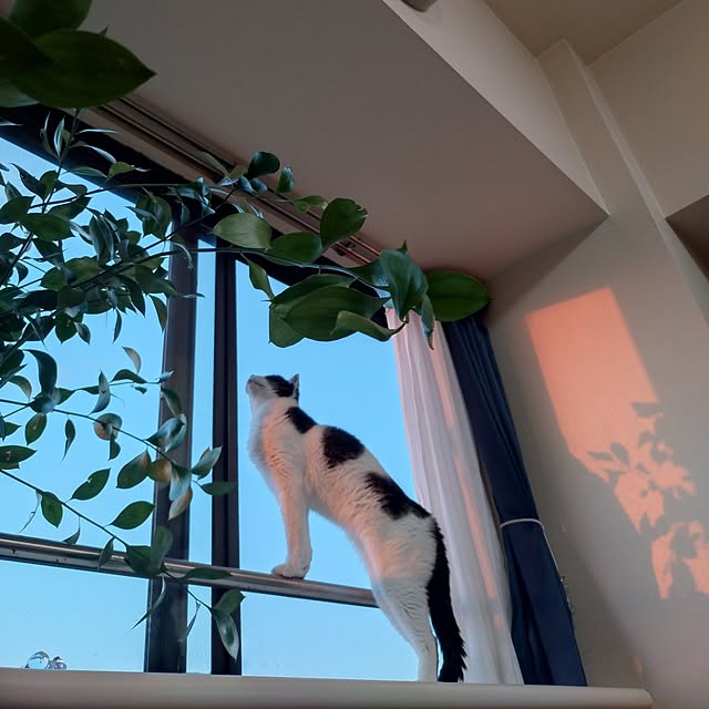 NOAHさんの部屋