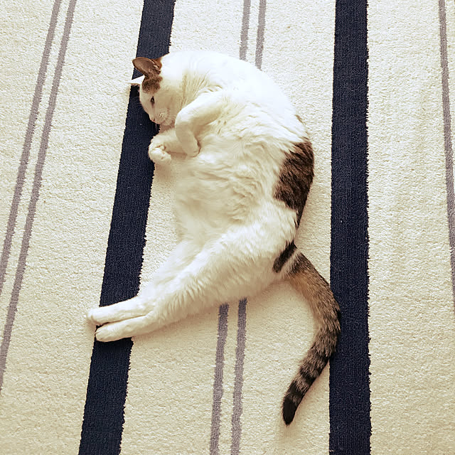 coedodecoさんの実例写真