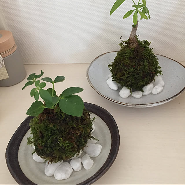 yoccoさんの実例写真