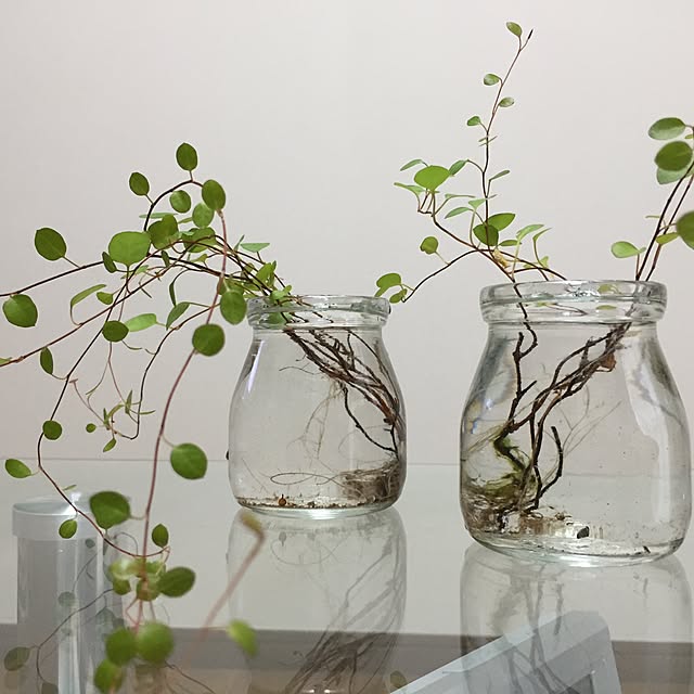 棚/一人暮らし/100均/観葉植物のインテリア実例 - 2015-09-04 20:47:49