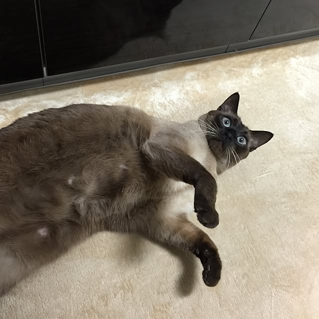 dodoさんの実例写真