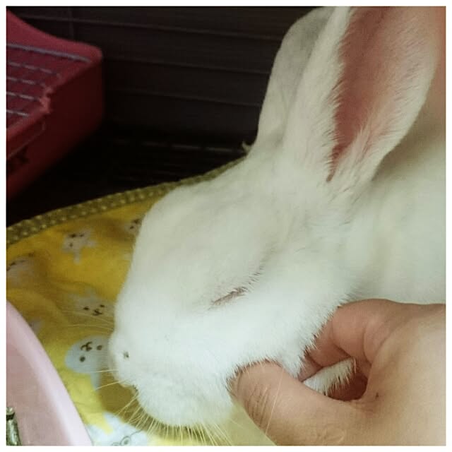 akkoさんの実例写真