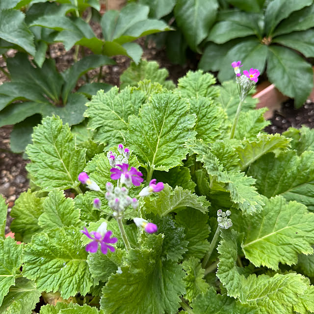 mamizaさんの部屋