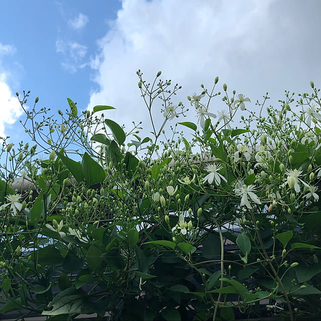 nanachanmamaさんの実例写真
