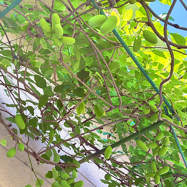 takakoさんの実例写真