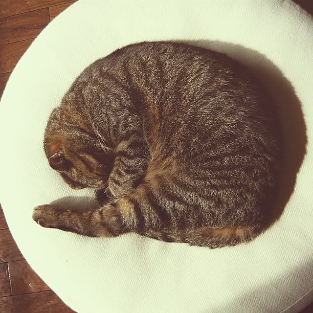 momyさんの実例写真