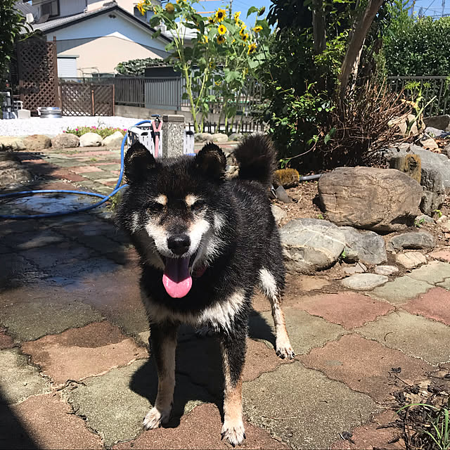 ayayanさんの実例写真