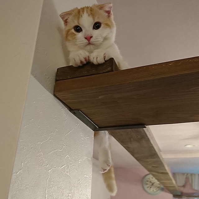 poniさんの実例写真