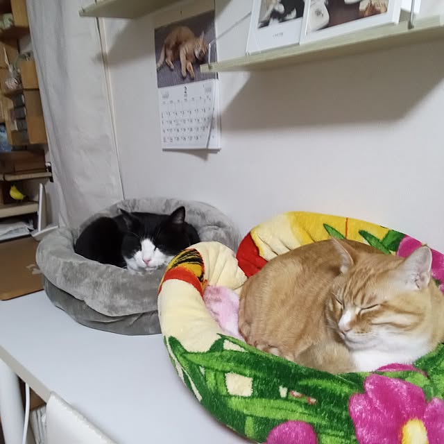 koromaroさんの部屋