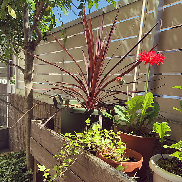 鉢植えの花/狭い庭/鉢植え/NO GREEN NO LIFE/観葉植物...などのインテリア実例 - 2021-05-30 16:46:01