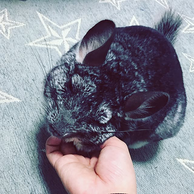 kinakoさんの実例写真