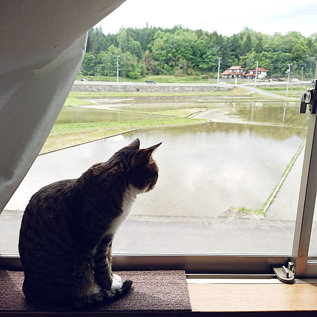 nachiさんの実例写真