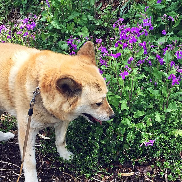 yocchiさんの実例写真