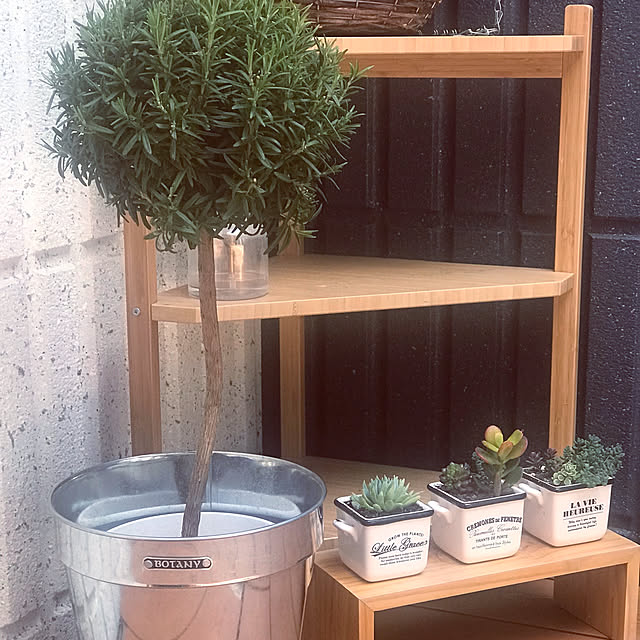 観葉植物/多肉植物/部屋全体のインテリア実例 - 2019-03-24 11:22:51