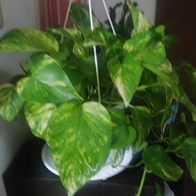 Yukityannさんの部屋