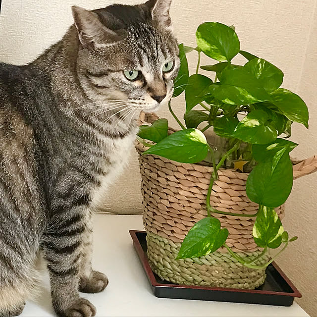 Shinさんの実例写真