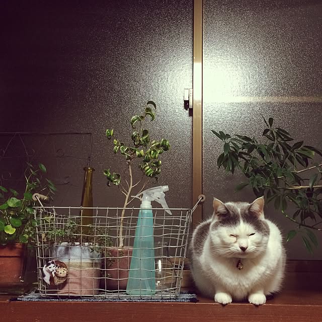 neko-toさんの実例写真