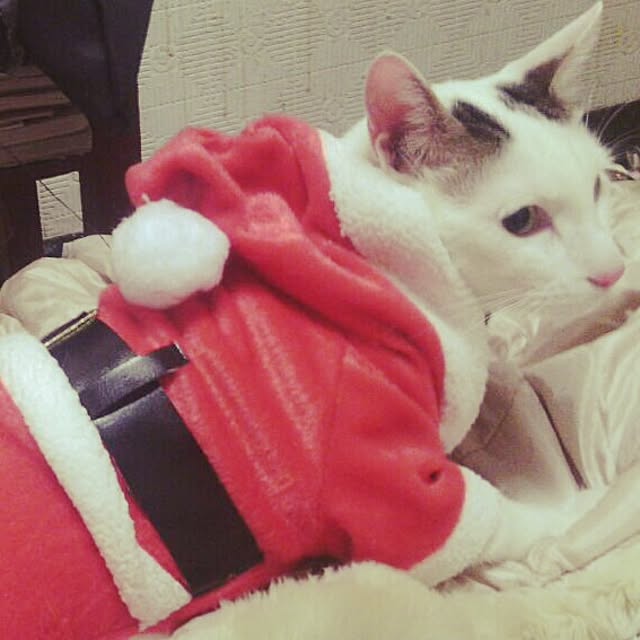 miaさんの実例写真