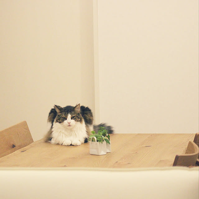 furitamaさんの実例写真