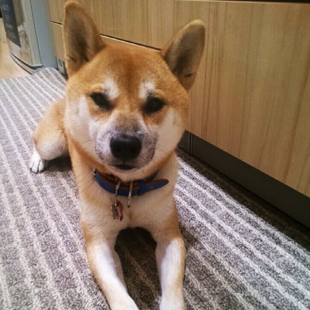 kotaさんの実例写真