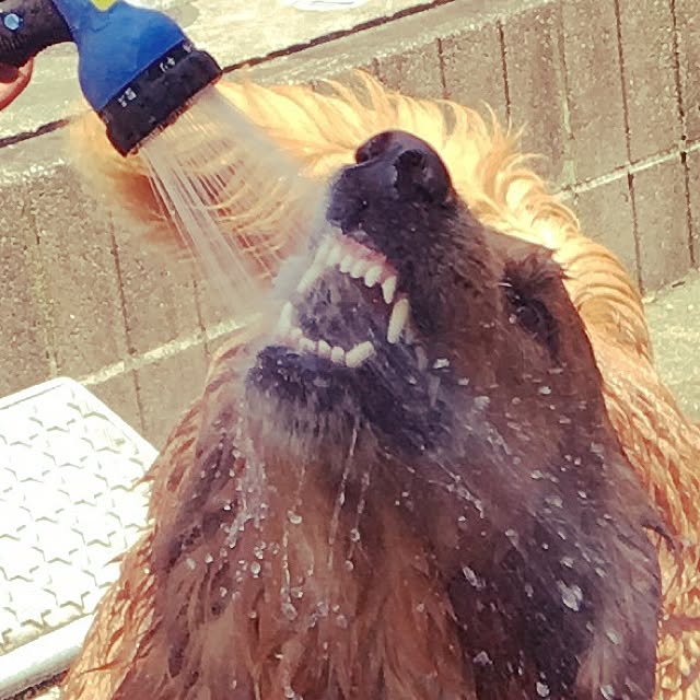 pao-mamaさんの実例写真