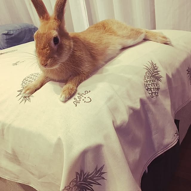 chu_sukeさんの実例写真