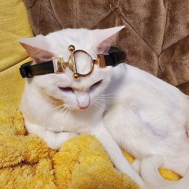 HOTARU.catさんの実例写真