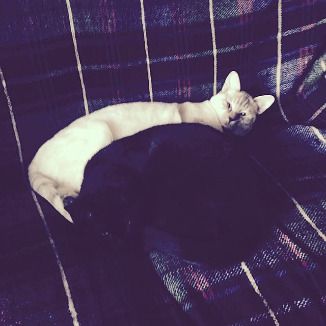 Naoki.さんの実例写真