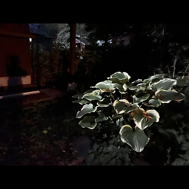 Kikko.さんの部屋