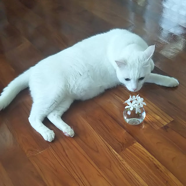 gabさんの実例写真