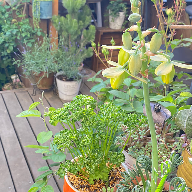 mintteaさんの部屋