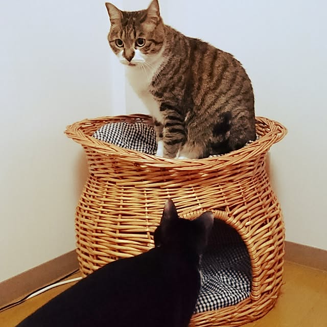 shiiiさんの実例写真