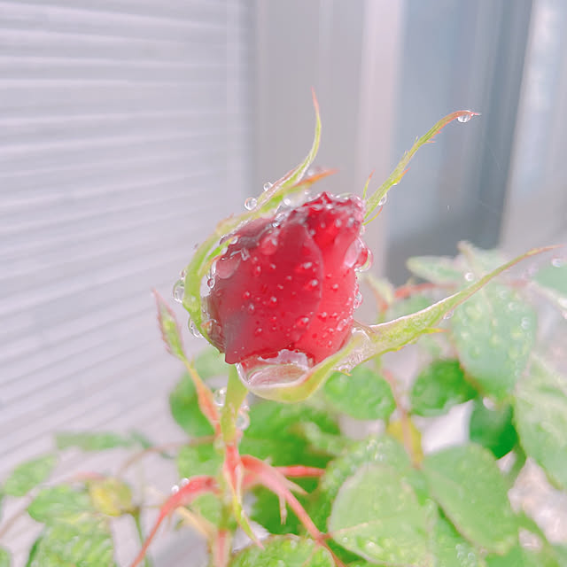 akiko-ovさんの部屋