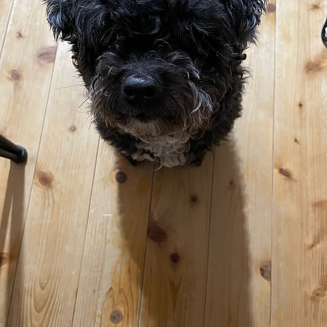 Chipさんの実例写真