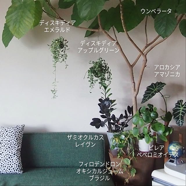 kazafunaさんの実例写真