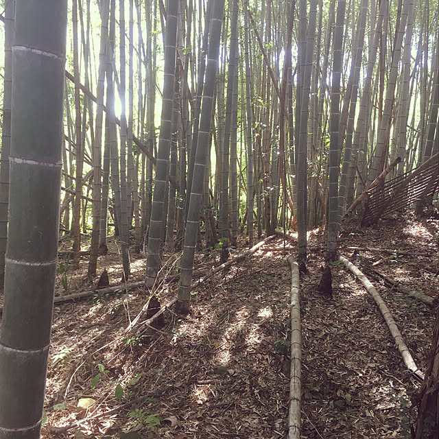 sumiccoさんの実例写真