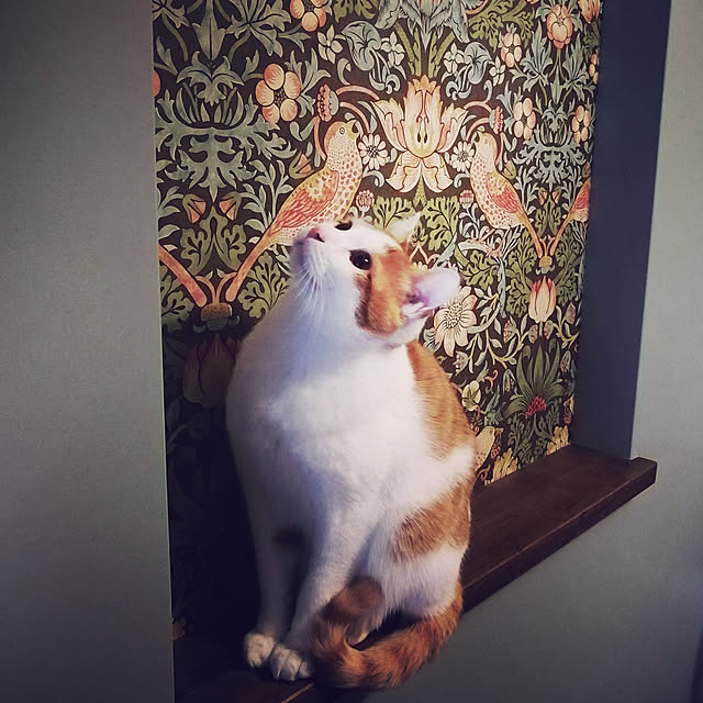 NECO.COさんの実例写真