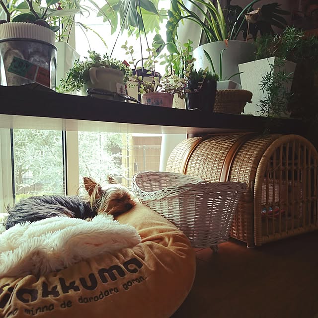 akiさんの実例写真