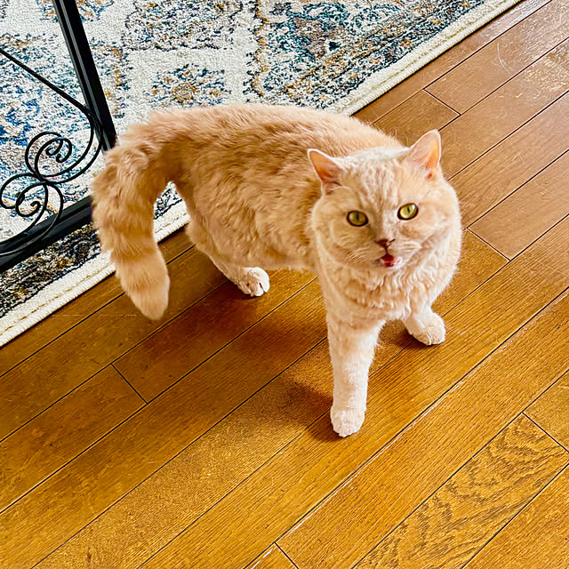 naokoさんの実例写真