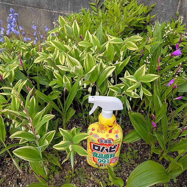 tabasaさんの実例写真