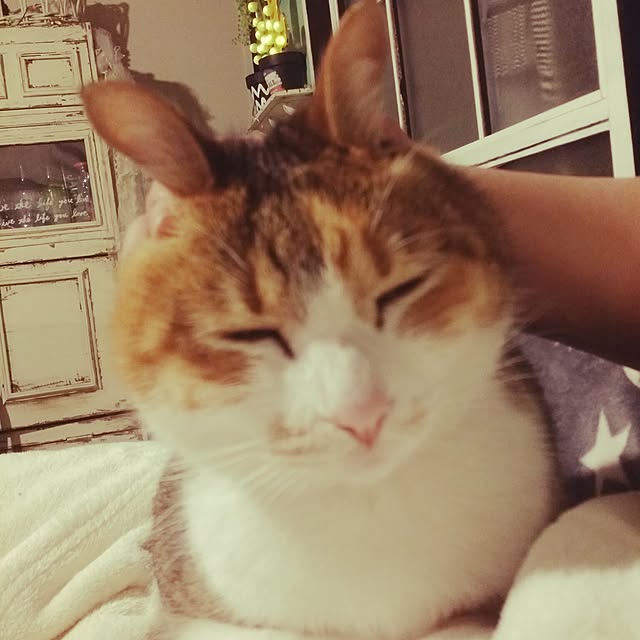 annさんの実例写真