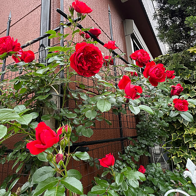 RoseLife5818さんの部屋