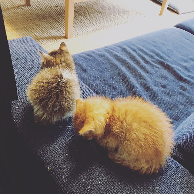 chicchiさんの実例写真