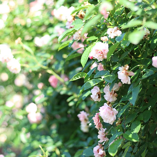 rosemoire67さんの実例写真