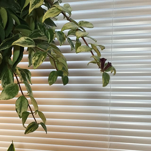 Akiさんの実例写真