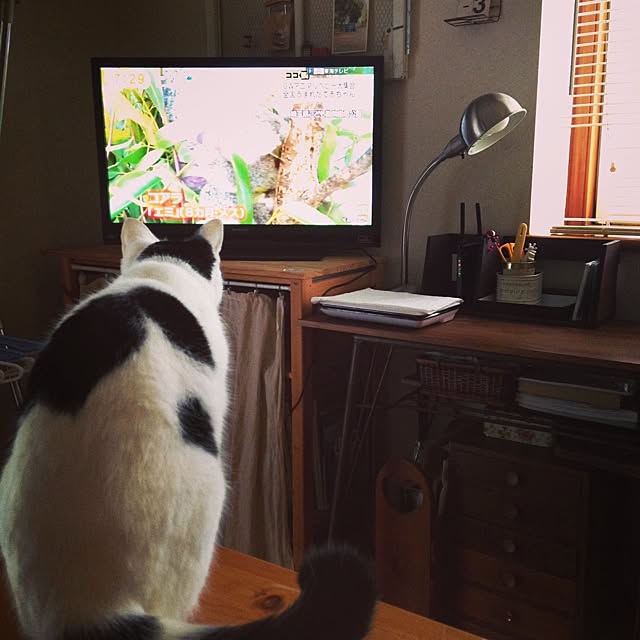 chiさんの実例写真