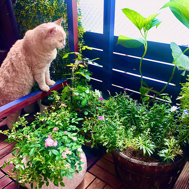 naokoさんの部屋